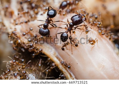 Nature of red fire ant and teamwork