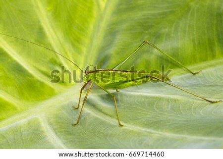 Image of grasshopper (Small Green Leaf Katydid.,Orthelimaea leeuwenii) on green leaves. Insect Animal