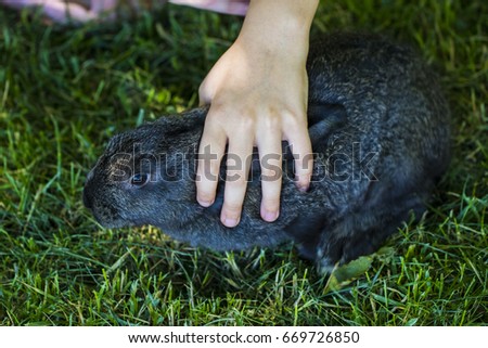 rabbit in Green Grass with small child and rabbits in the background blurred.