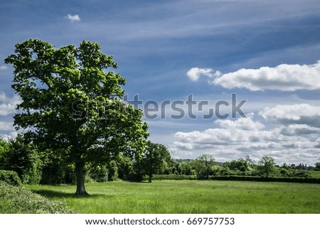 Picture of nature.Big tree on the meadow.