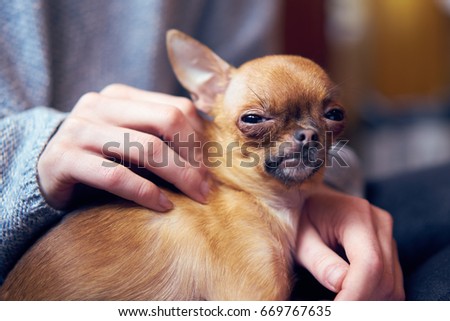 Chihuahua arrogant