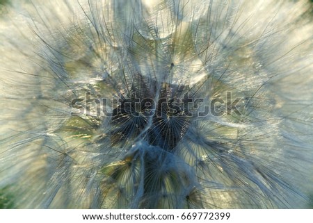 Dandelion flower. Macro view