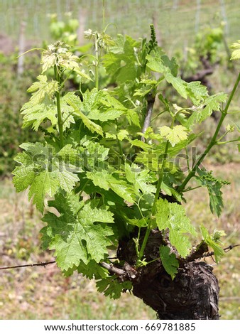 Vine stock in the Chianti region of Tuscany in Italy