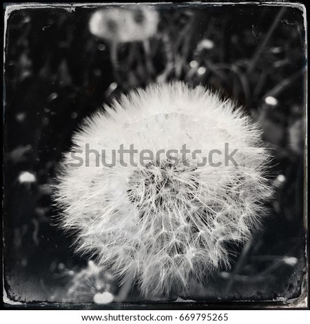 Dandelion blossom flower closeup- black and white photography - vintage filter square layout