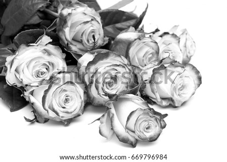 bouquet of black and white roses on a white background