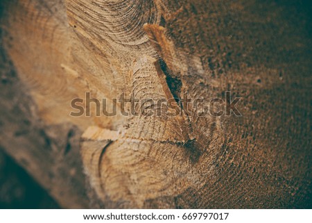 Cut tree trunk background and texture. Wood texture of cut tree trunk. Closeup view of old wood texture. Abstract texture and background for designers. Wooden background. Natural pattern.