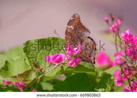 The Butterfly is perching on the plant