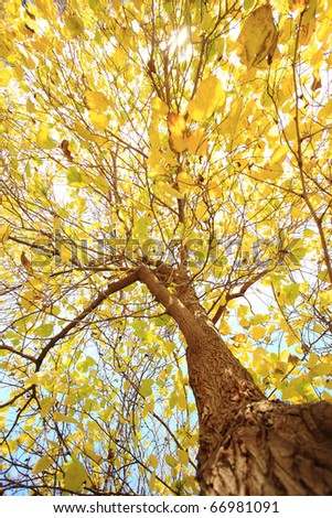 A picture of a tree with yellow leaves which is a perfect background