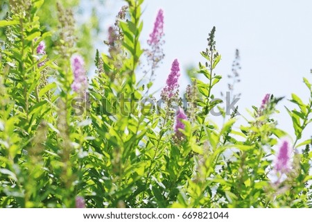 Delicate purple flowers on a background of green foliage. Summer stock photography, nature background, wallpaper