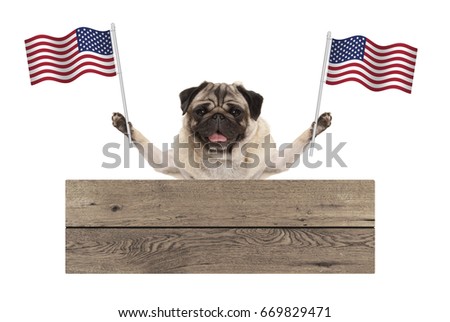pug puppy dog with American National flag of USA and wooden board sign, isolated on white background