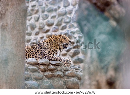 The Indian leopard is a subspecies widely distributed on the Indian subcontinent. The species is listed as Vulnerable due to illegal trade of skins and body parts.