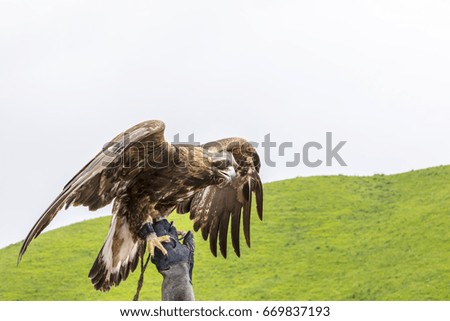 Eagle hunter in traditional costumes holds his eagle in his hand. Steppe Eagle on a hand of its trainer, Xinjiang, China