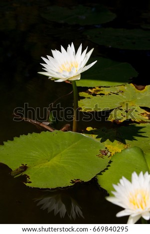 This beautiful waterlily or lotus flower white colour in pond favorite Thailand water flower, Symbol of goodness, purity in Buddhism,Croped dimensions 3019 x 4529 pixels