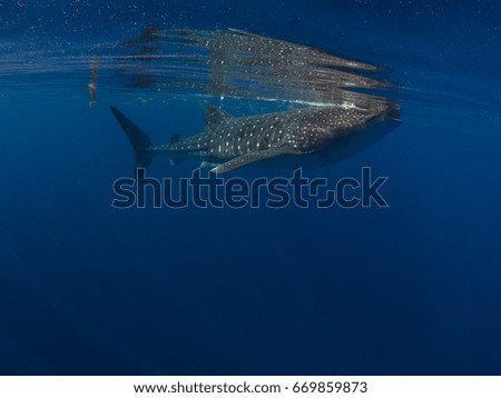 Whale Shark Migration off Isla Mujeres in Mexico 