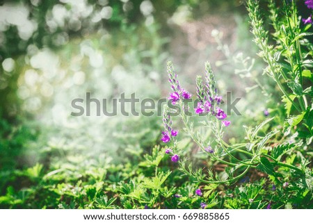 Beautiful summer. Green nature background with grass, flowers and wild plant