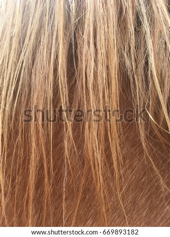 Red roan horse mane hair against neck closeup