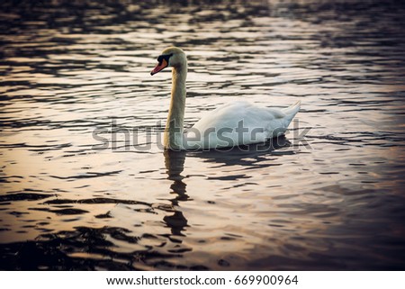 Beautiful swan 