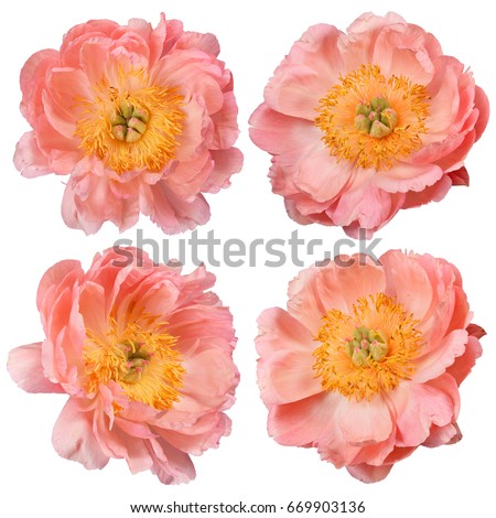 Peony flowers isolated on a white background