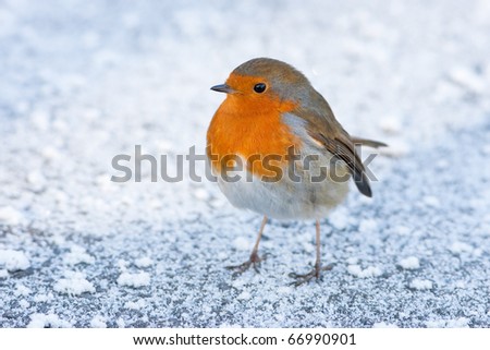 Christmas Winter Robin on Icy Snowy Ground Royalty-Free Stock Photo #66990901