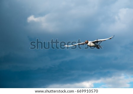 One river gull flies over the lake against a background of thunderclouds in cloudy weather
