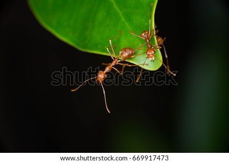 Two orange ants on the leaves.
