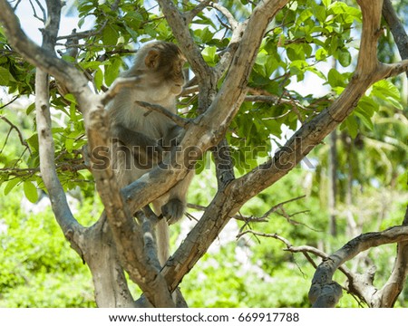 A monkey sitting on a tree. Small and sweet.