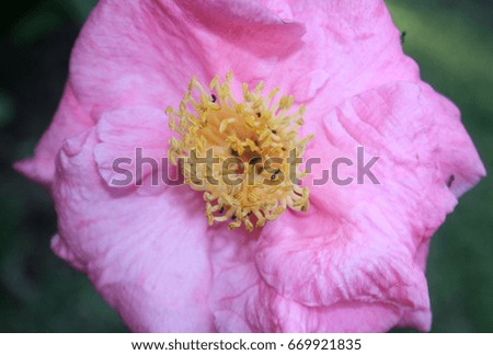 Ants taking advantage of the nectar source from a Pink Camellia Japonica Flower in Brisbane, Australia. 