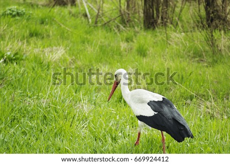Stork walking in green field, scene of wildlife