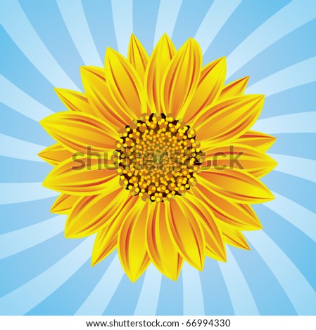 vector sunflower on retro background