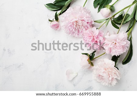 Beautiful pink peony flowers on white table with copy space for your text top view and flat lay style Royalty-Free Stock Photo #669955888