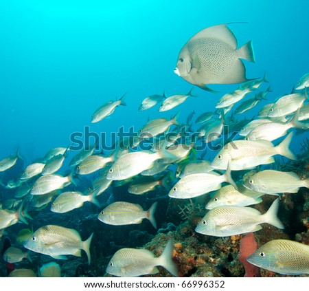 White grunts swimming over a reef, with a Gray Angelfish in the background.  Picture taken in Palm Beach County, Florida.