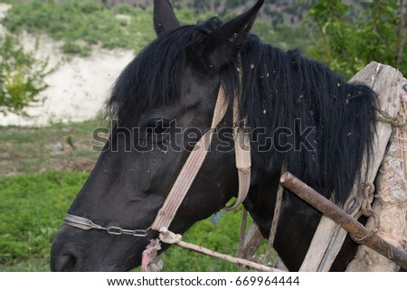 black horse close up view