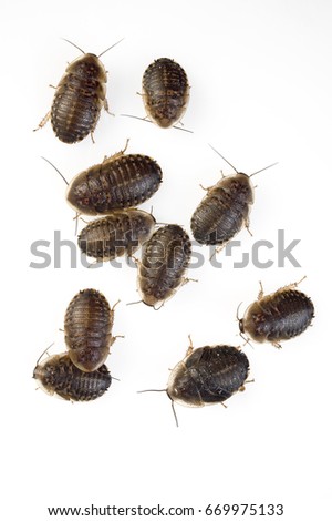 cockroaches separated with white background