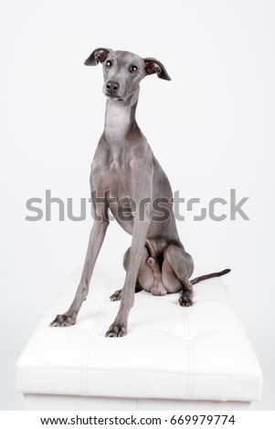 Italian Greyhound, Piccolo Levriero Italiano, isolated on white