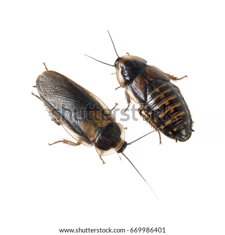 cockroaches male and female with white background