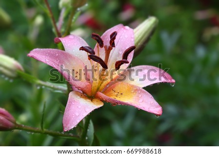 The pink lily in the garden. Drops of water on petals in rainy weather in summer.