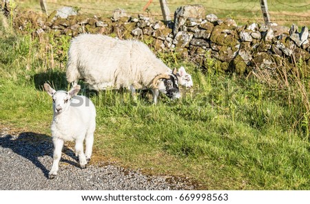 Sheep waiting at a passing place in Scotland