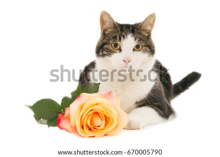 Lying cat with a rose, isolated on white