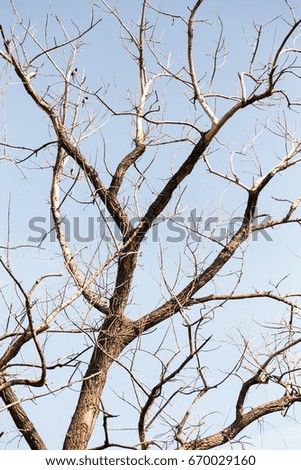 Dry tree. Branches of dry tree on background of blue sky. Environmental protection.