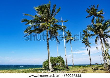 coconut tree under bright sunlight and windy day near the beach. blue sky background