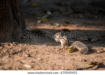 Squirrel eat peanut on ground