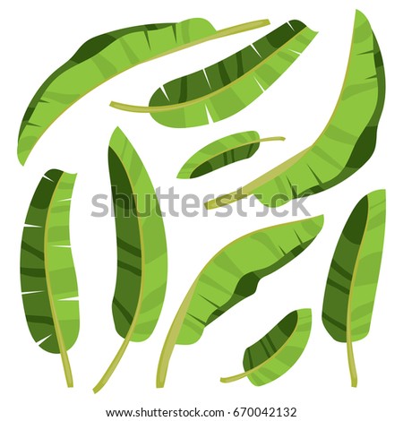 Cartoon tropical palm leaves. Vector illustrated on white background.  Banana palm flat vector hand drawn elements. Tropical green forest design.