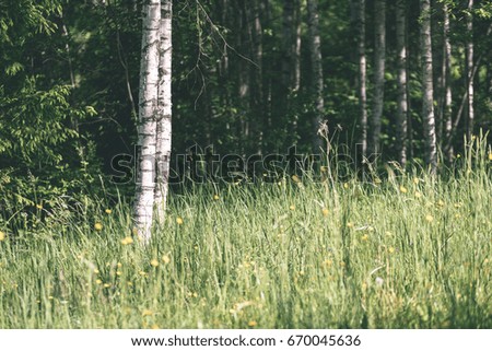 midsummer countryside meadow with flowers. abstract close up neutral background. white and yellow plants blooming - vintage effect
