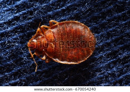Bed bug on pillowcase