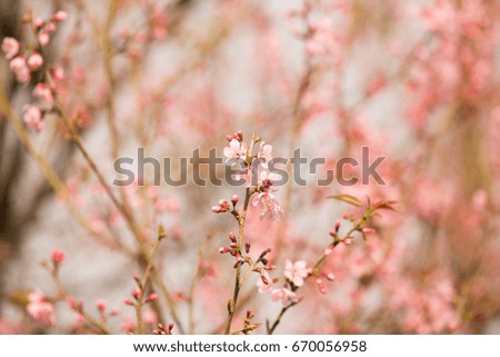 Sakura blossom in Thailand