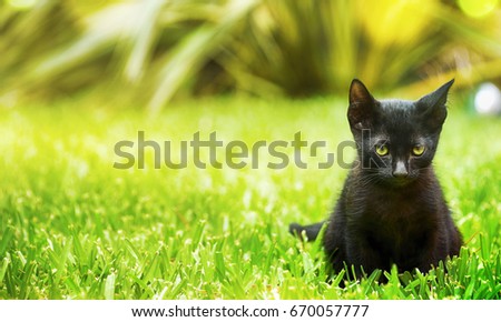 Little black kitten in the summer garden