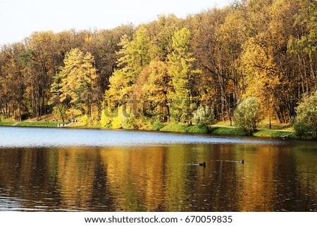 Autumn beautiful landscape - trees with yellow leaves on the shore of a large pond on a sunny day