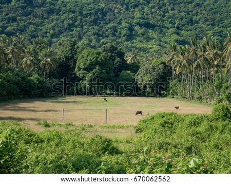 Cows graze on the football field in Lombok, Indonesia