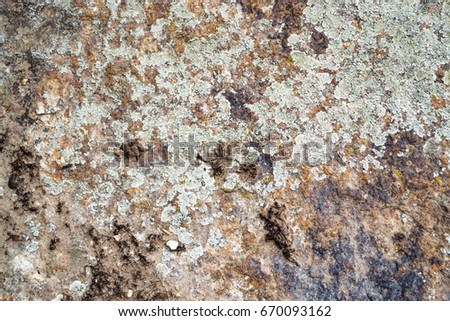 Old texture stone in lichens background natural