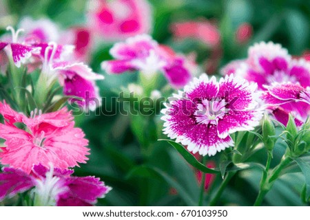 Dianthus flowers , daisy flowers in the garden